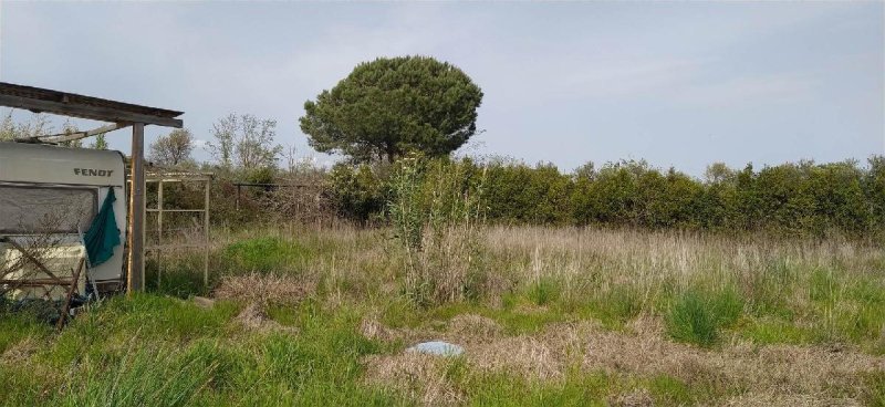 Terreno agricolo a Cecina