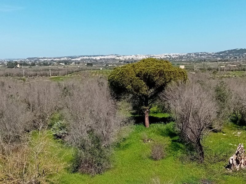 Terreno agrícola en Ugento