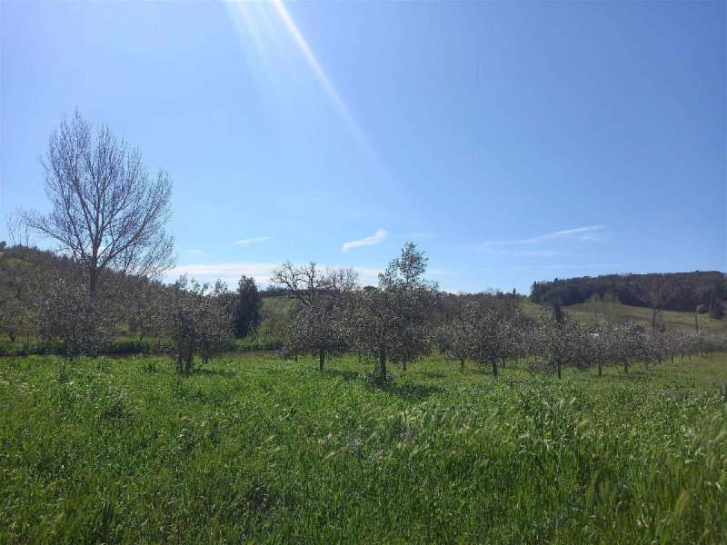 Agricultural land in Bibbona