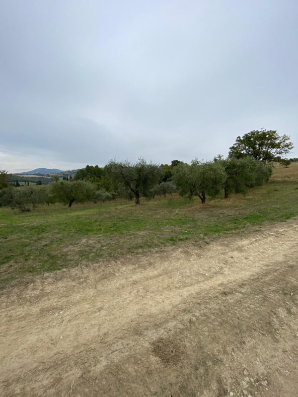 Agricultural land in Lugnano in Teverina