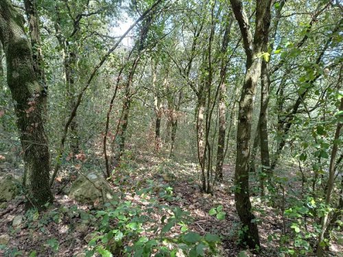 Terreno agricolo a Amelia