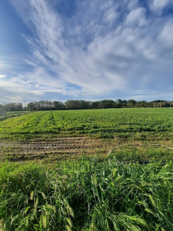 Landbouwgrond in Sant'Elpidio a Mare