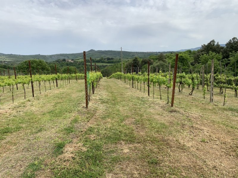 Landbouwgrond in Panicale