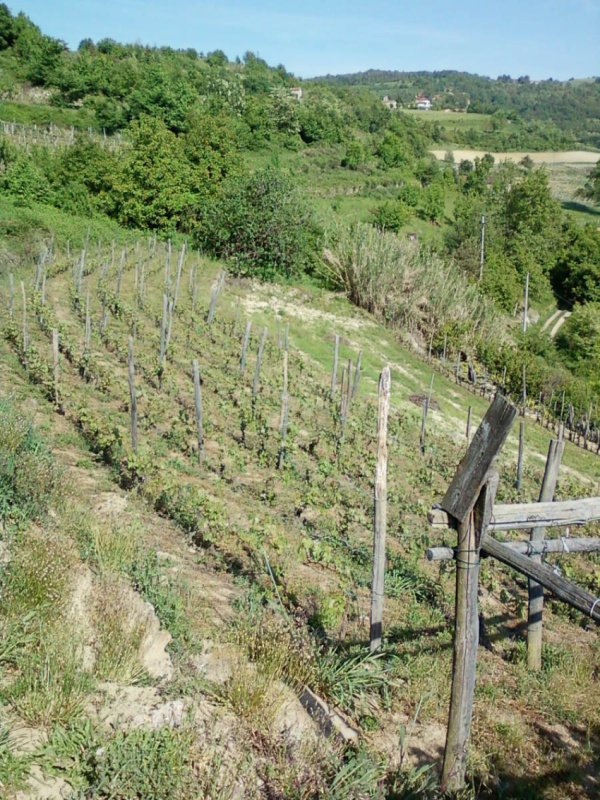 Agricultural land in Prunetto