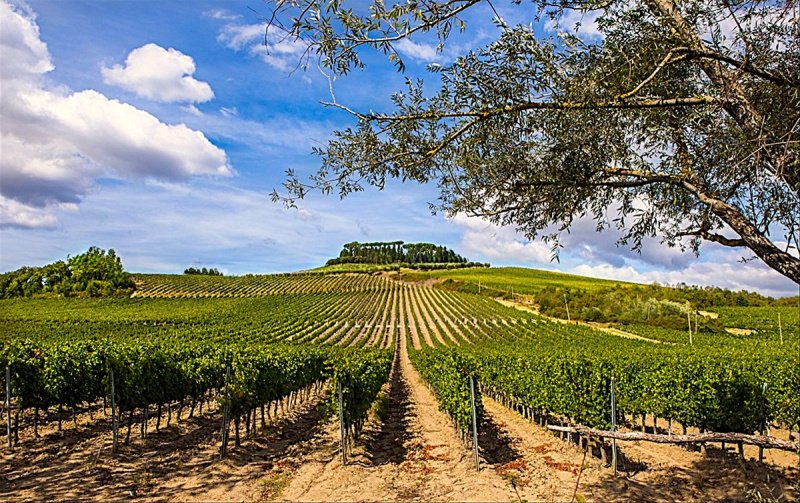 Agricultural land in Foiano della Chiana