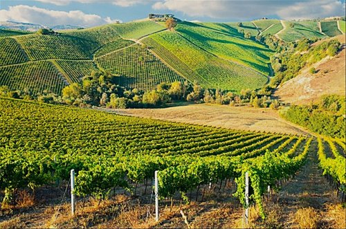 Terreno agricolo a Foiano della Chiana