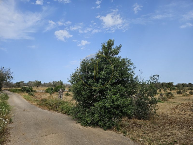 Terreno em Calimera