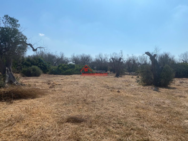 Terreno agrícola em Ugento