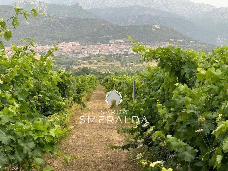 Agricultural land in Olbia