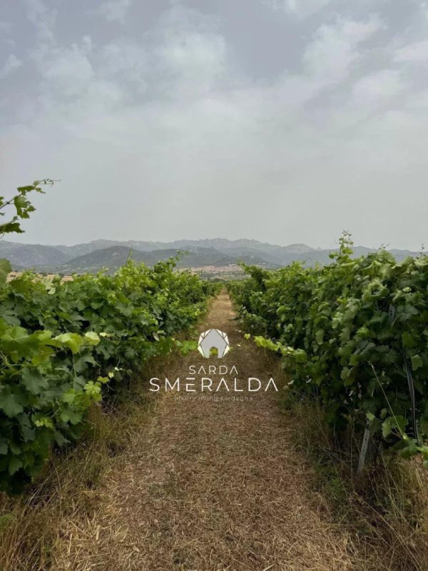 Agricultural land in Olbia