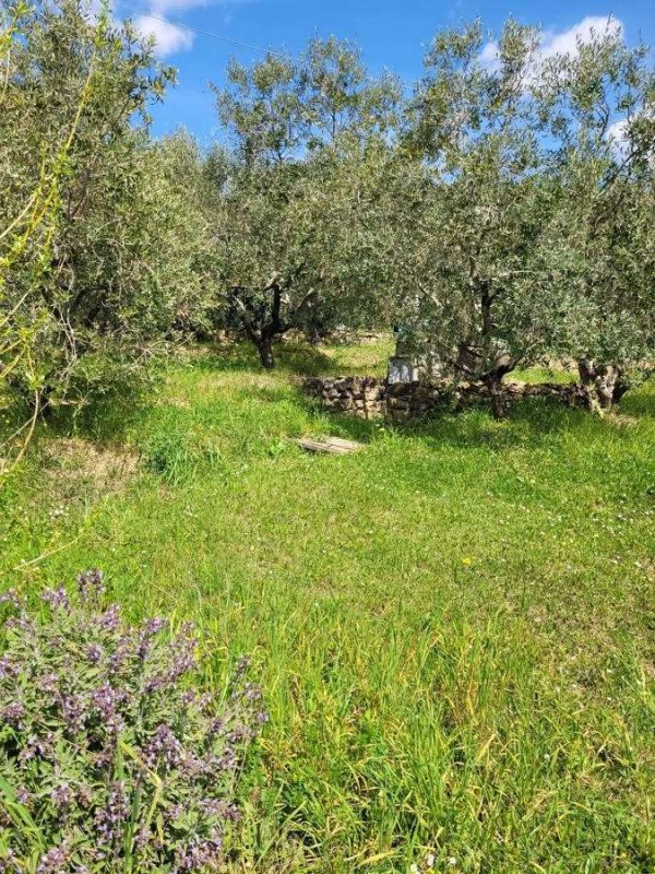 Landwirtschaftliche Fläche in Livorno