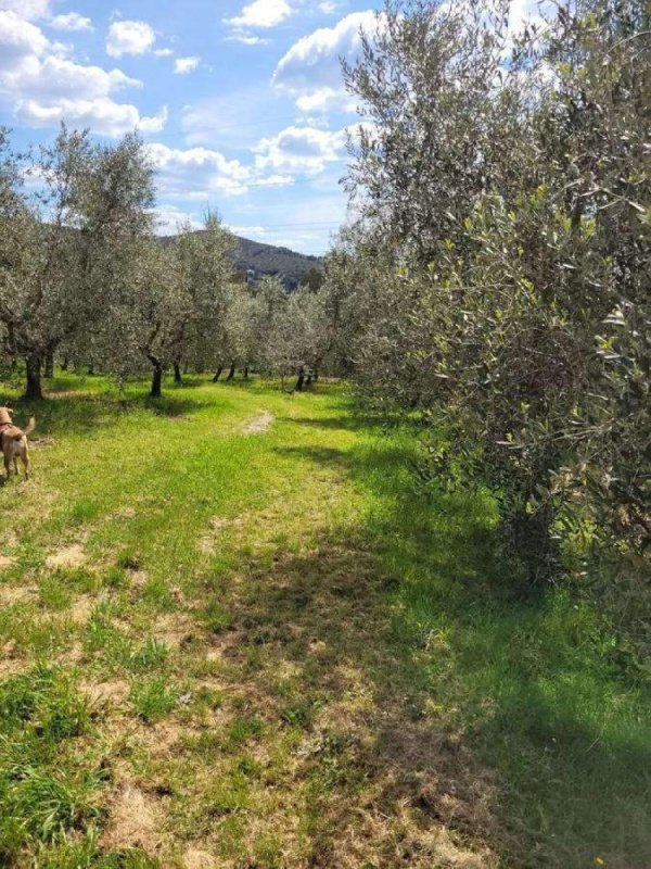 Landwirtschaftliche Fläche in Livorno
