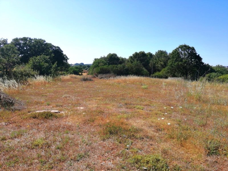 Terreno a Cisternino