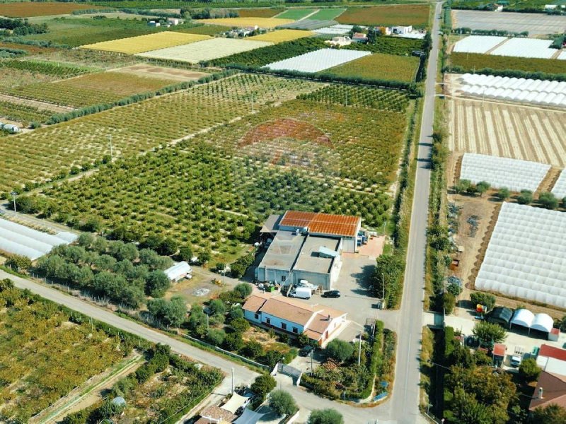 Exploitation agricole à Policoro