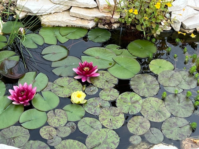 Apartamento en Peschiera del Garda