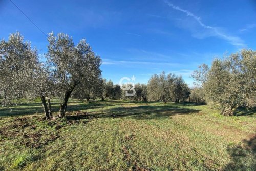 Terreno agrícola em Viterbo