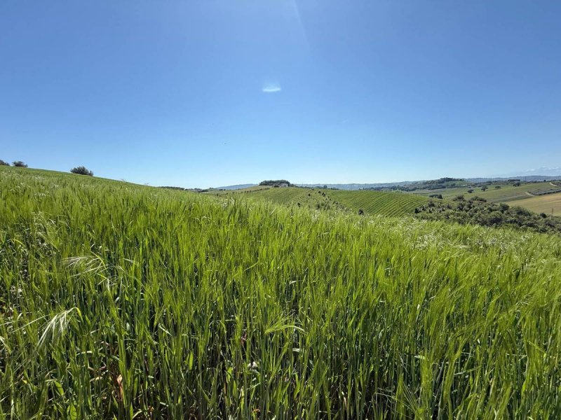 Сельский дом в Монтепрандоне