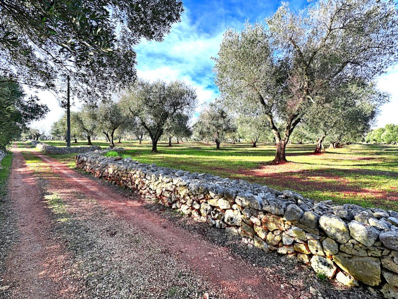 Land in Ostuni