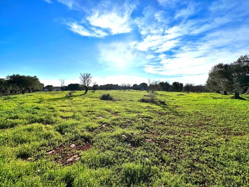 Land in Ostuni