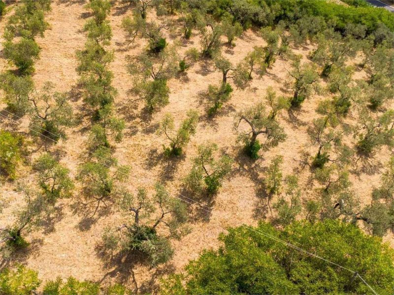 Terreno agrícola em Poggio Moiano