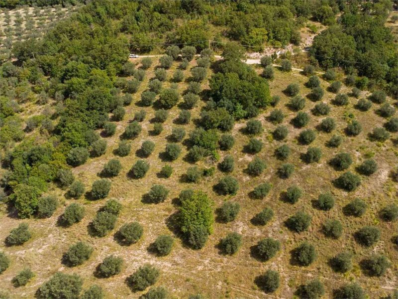 Terreno agrícola em Poggio Nativo