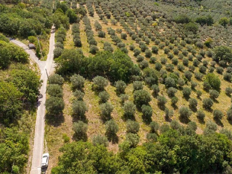 Terreno agrícola em Poggio Nativo
