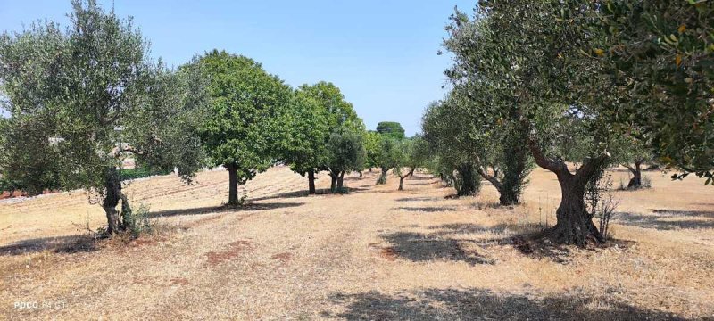 Трулло в Челье-Мессапика