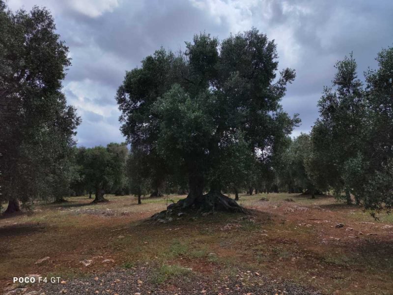 Трулло в Челье-Мессапика