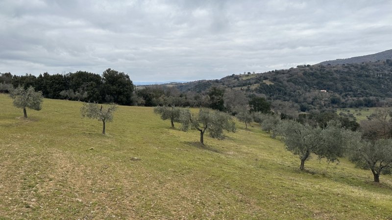 Участок земли в Скансано