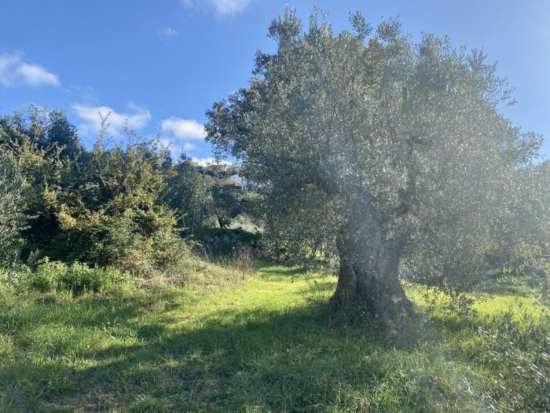 Jordbruksmark i Massa Marittima