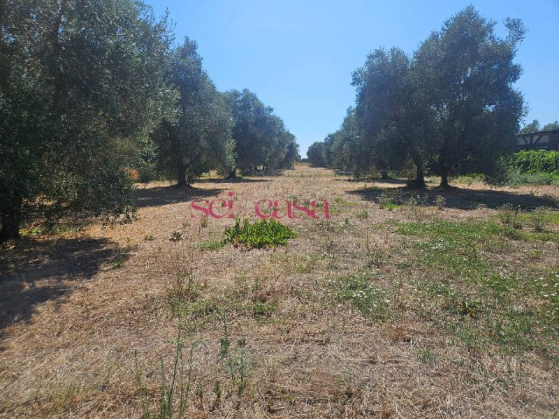 Terreno agricolo a Grosseto