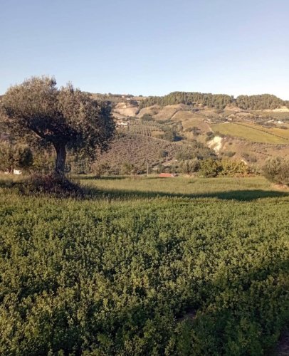 Terreno agrícola en Monteprandone
