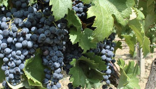 蒙特普尔恰诺农业公司