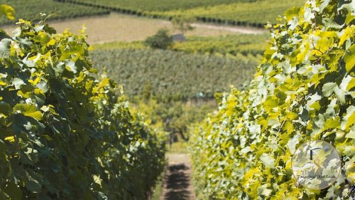 Azienda agricola a Montalcino