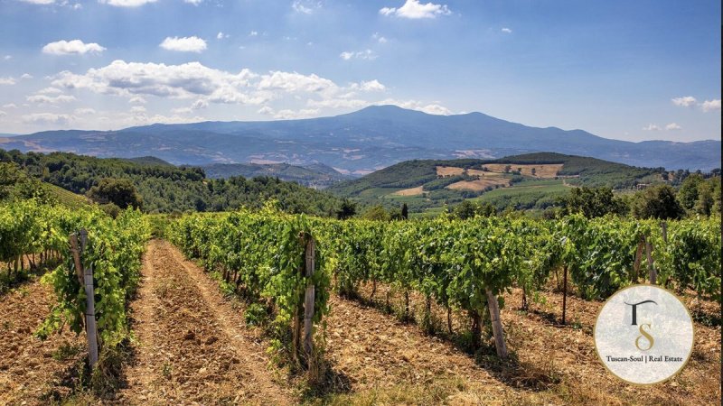 Exploitation agricole à Montalcino
