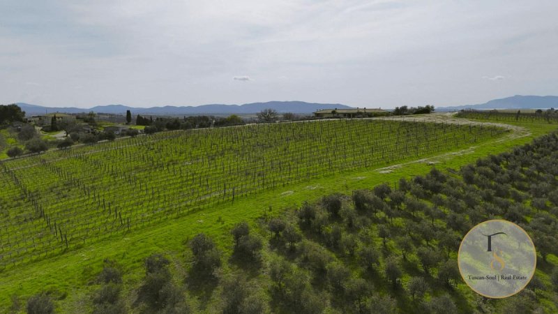 Azienda agricola a Orbetello