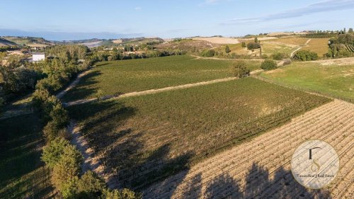 Explotación agrícola en Montalcino