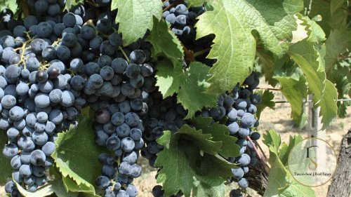 Boerenbedrijf in Montepulciano