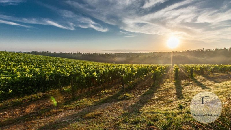Exploitation agricole à Montalcino
