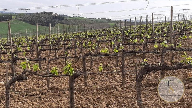 Boerenbedrijf in Montalcino