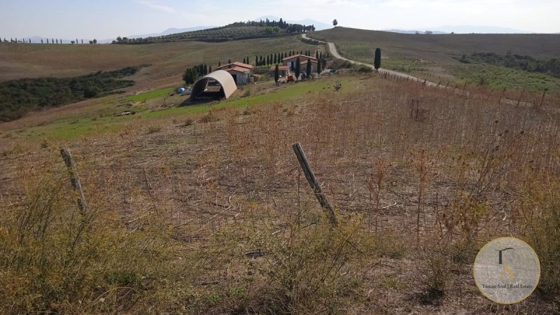 Exploitation agricole à Pienza