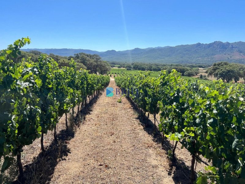 Cabaña en Berchidda