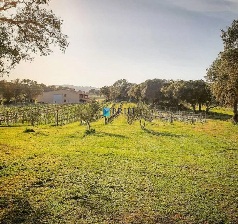 Cabaña en Berchidda