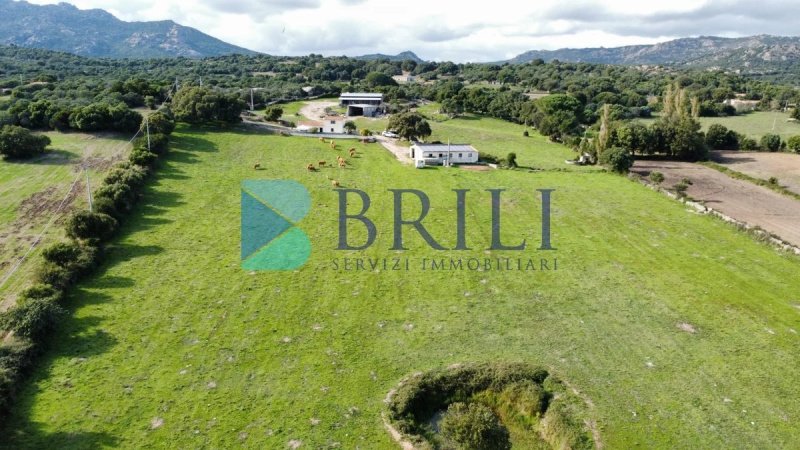 Exploitation agricole à Calangianus