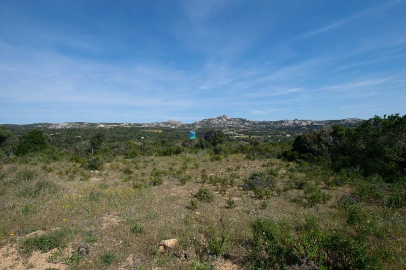 Terrain agricole à Arzachena
