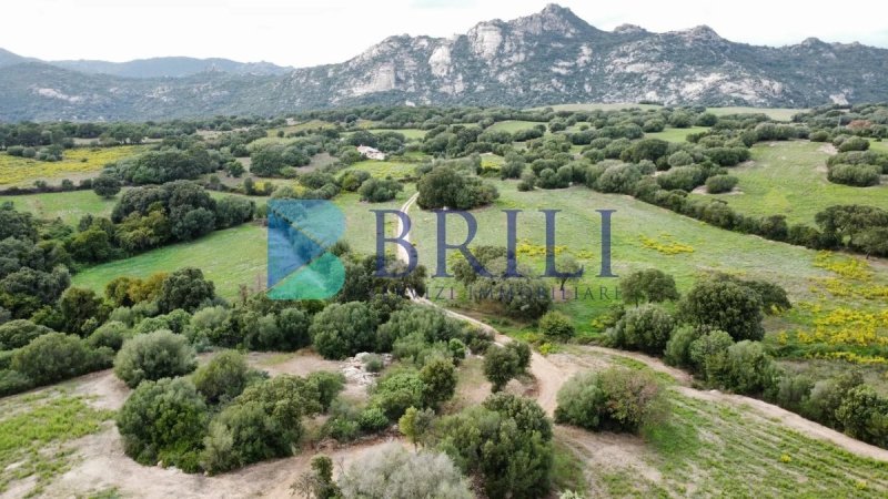 Terreno agrícola em Telti