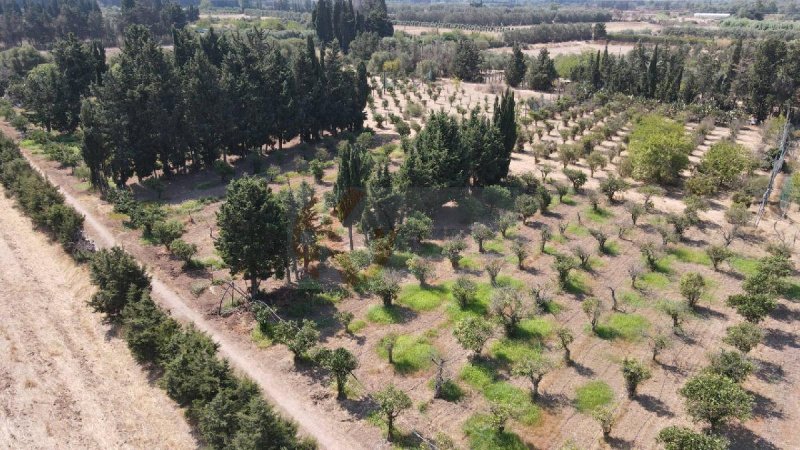 Сельскохозяйственный участок в Сан-Сперато