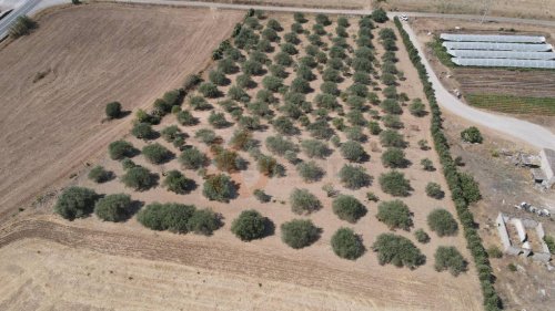 Terreno agrícola em Monastir