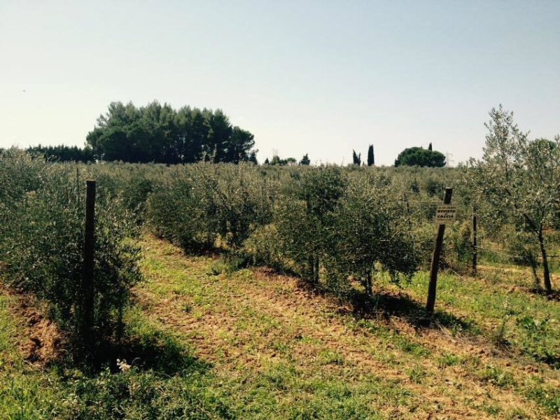Bauernhaus in Fauglia