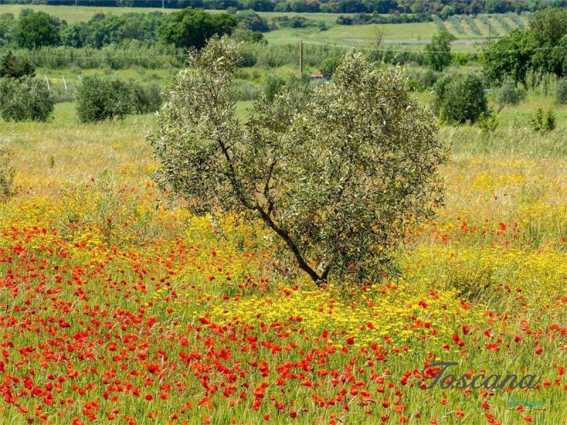 Casolare a Massa Marittima